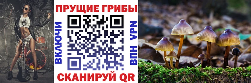 Псилоцибиновые грибы прущие грибы  Велиж 